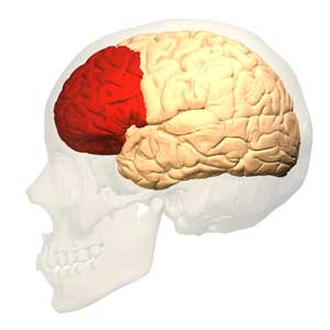 Prefrontal_cortex_(left)_-_lateral_view