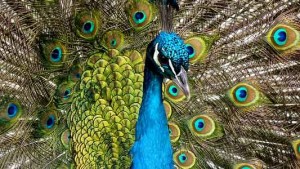 peacock-90051