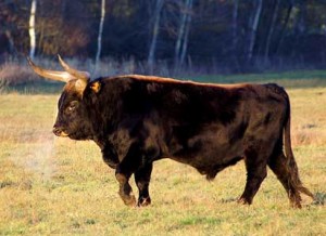 Heck_cattle_male